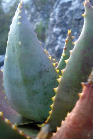Aloe perfoliata margin prickles or teeth